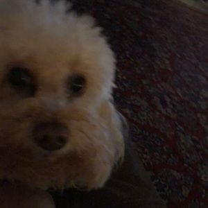 Meet your Posher, Rose anne